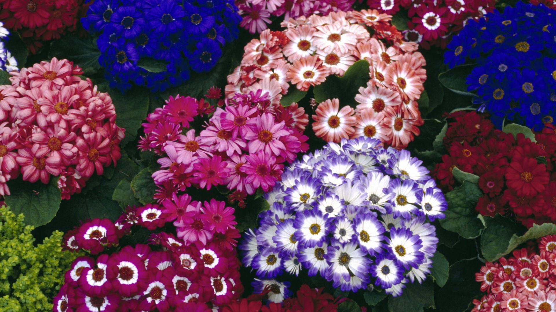 Colorful Cineraria Flowers in Bloom HD Wallpaper