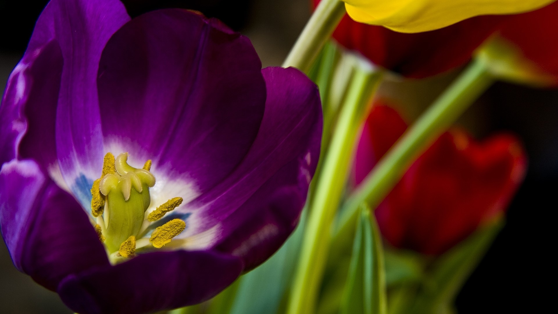 Purple Tulip Flower HD Wallpaper