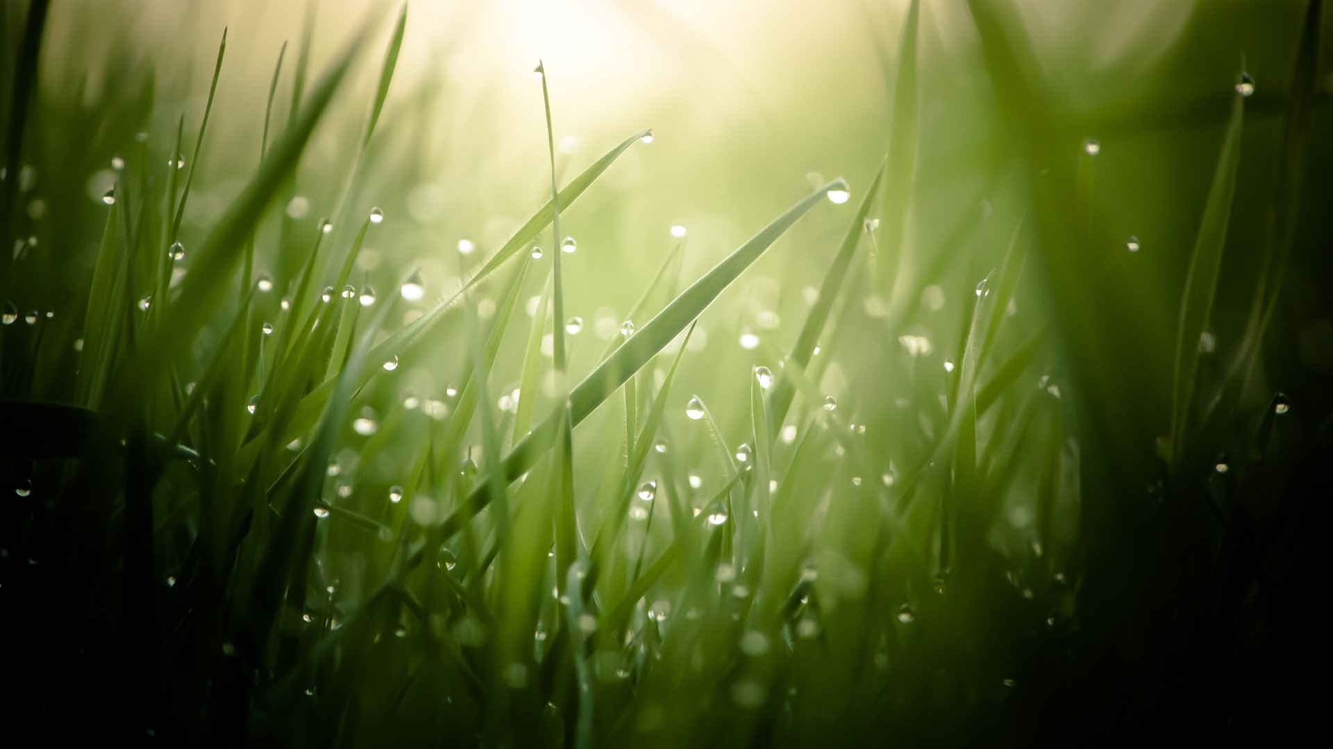 Close-up of grass with dew drops HD Wallpaper