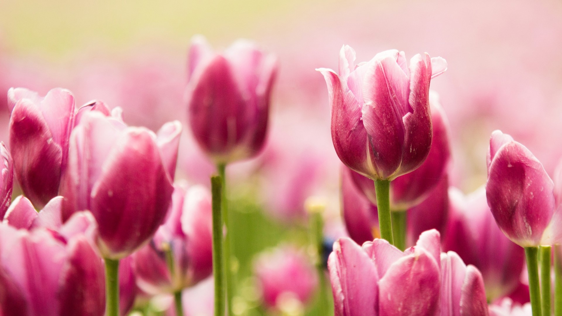 Pink Tulips Field HD Wallpaper