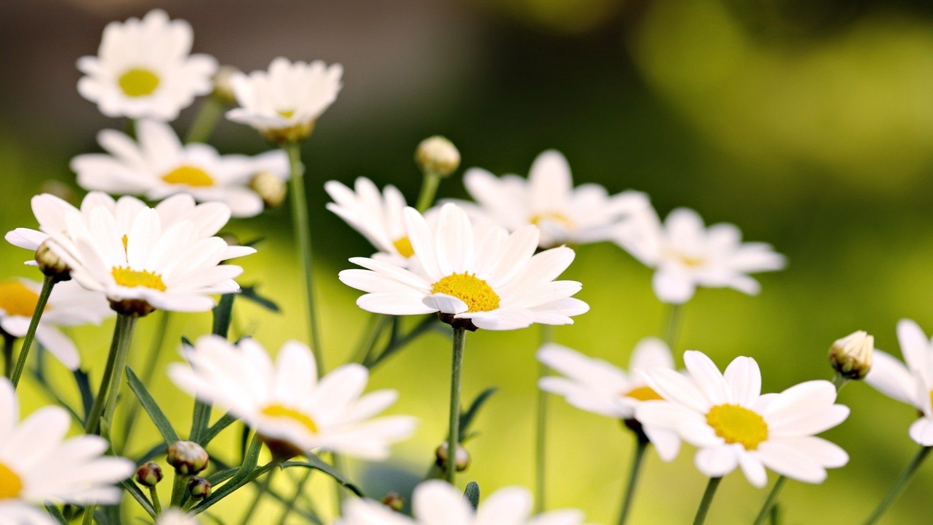 White Daisies with Yellow Centers HD Wallpaper