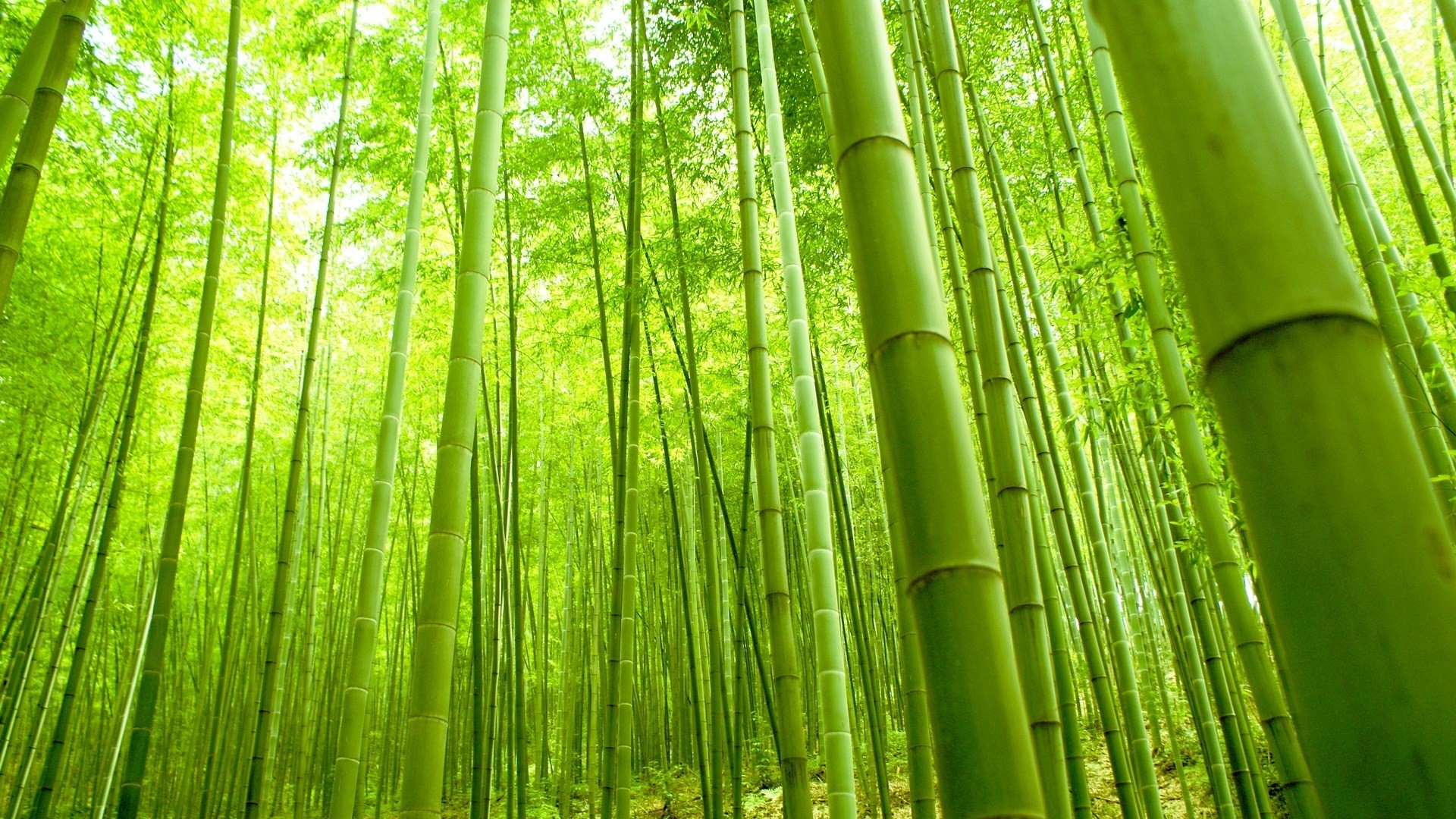 Green Bamboo Forest HD Wallpaper