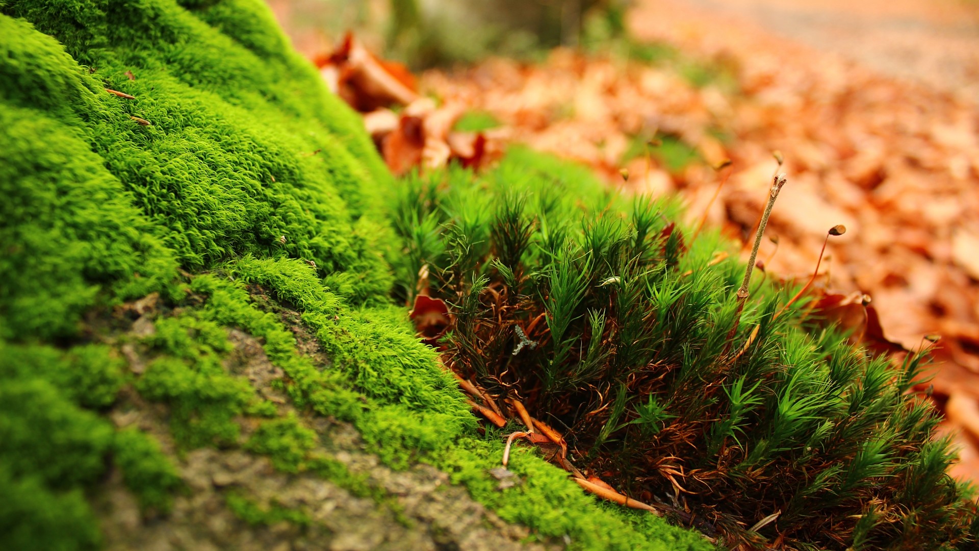 Green moss on a tree trunk with autumn leaves HD Wallpaper