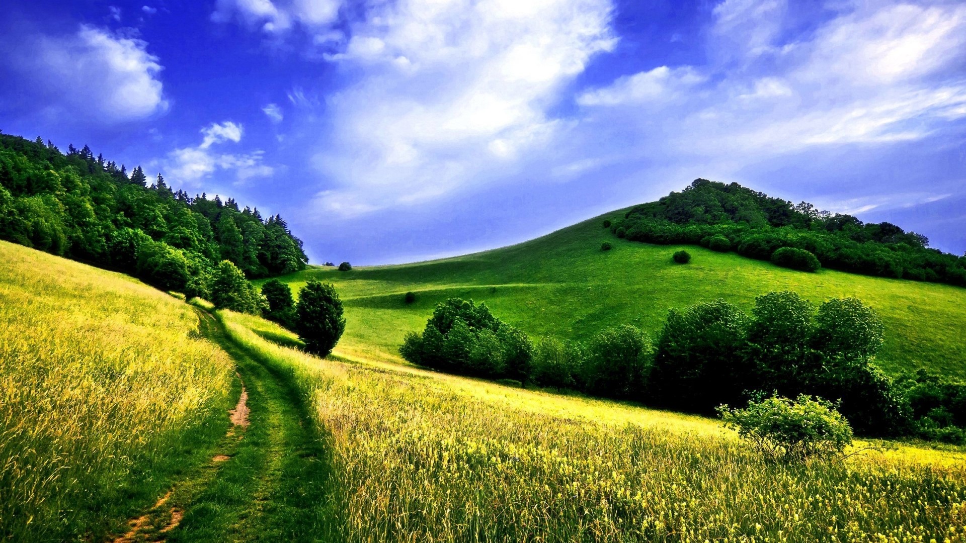 Green Hills and Forest Landscape HD Wallpaper