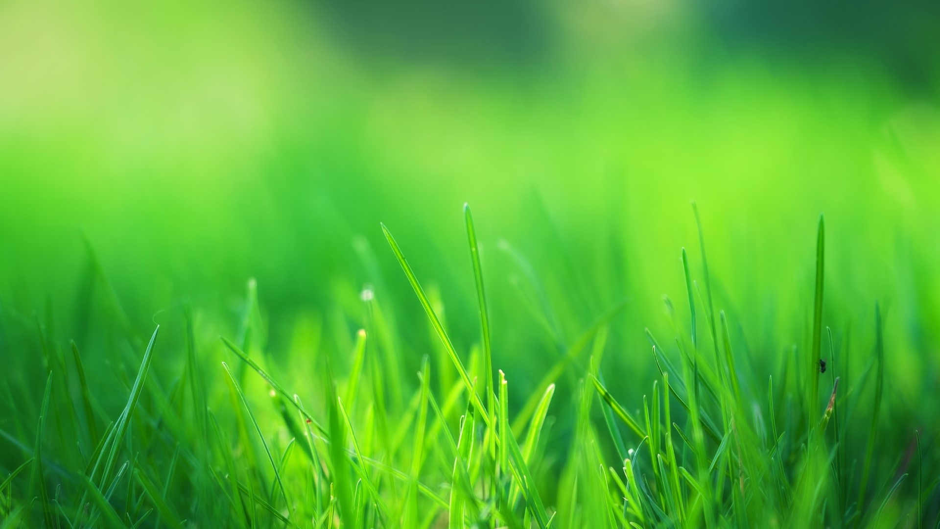 Close-up of green grass blades HD Wallpaper