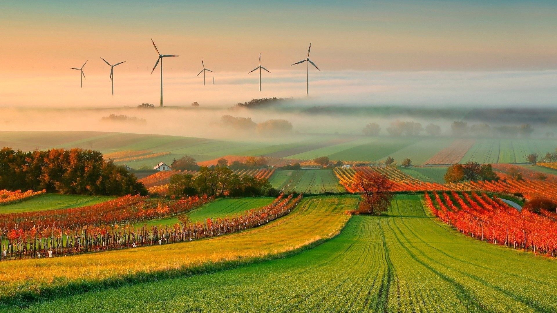 Windmills in a foggy landscape with autumn vineyards HD Wallpaper