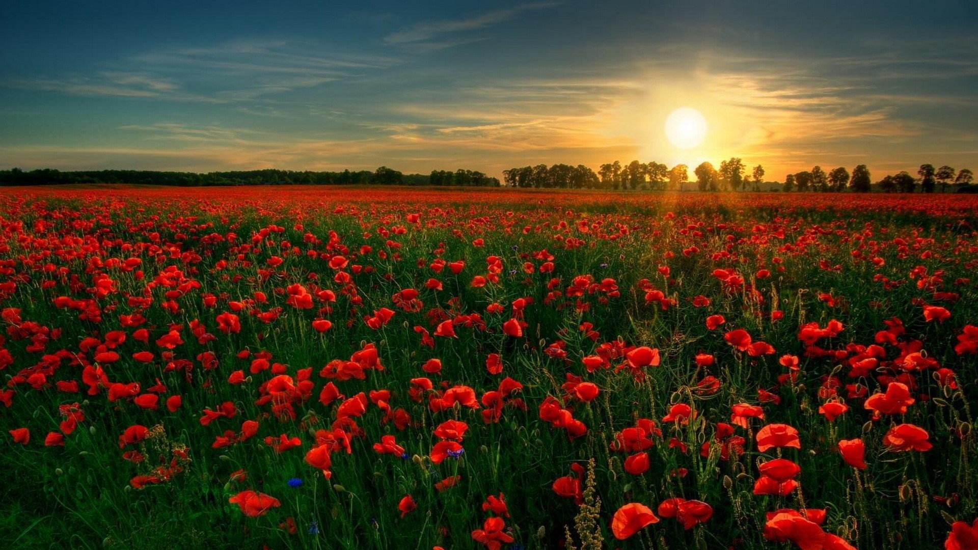 Field of red poppies at sunset HD Wallpaper