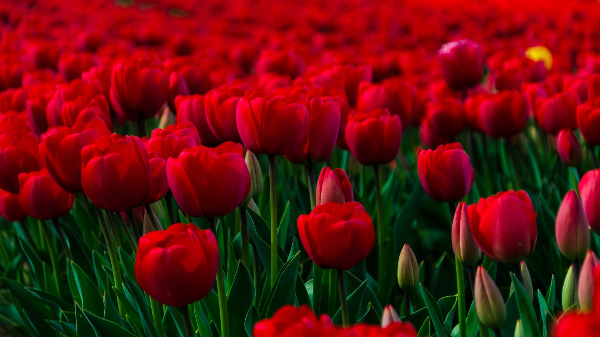 Field of Red Tulips HD Wallpaper