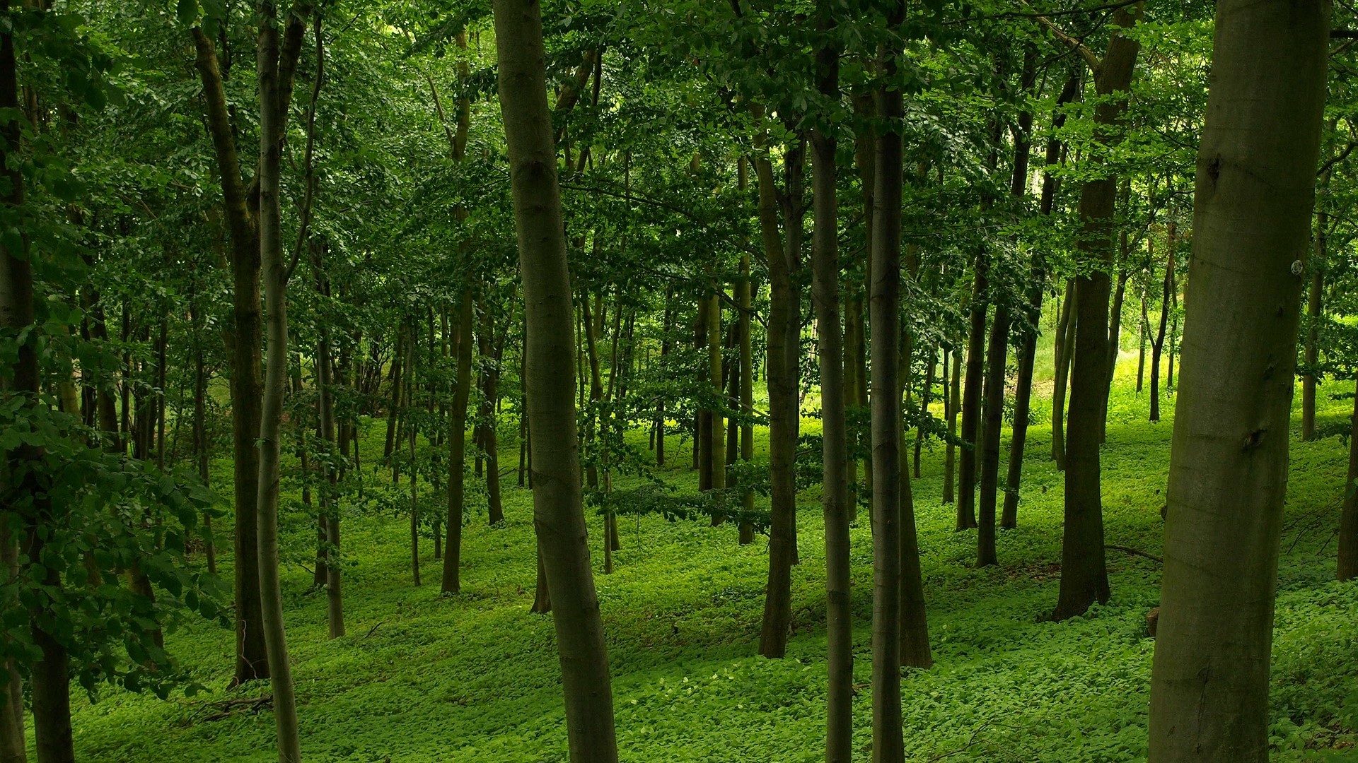 Green forest with tall trees and dense foliage HD Wallpaper