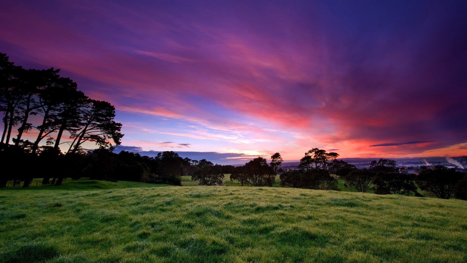 Purple and pink sunset over a grassy field with trees HD Wallpaper