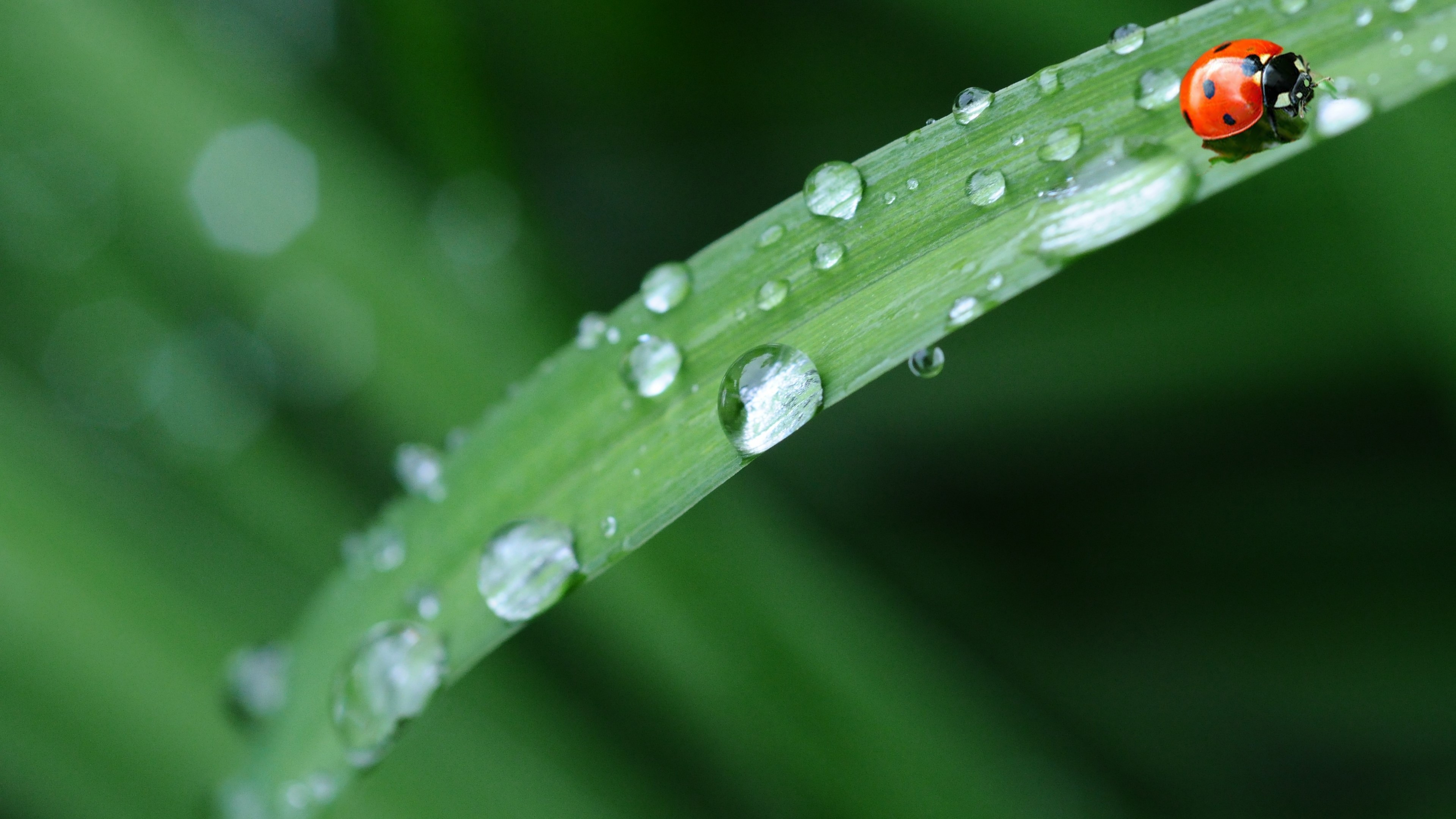 4K Ladybug on Grass with Dew Drops HD Wallpaper
