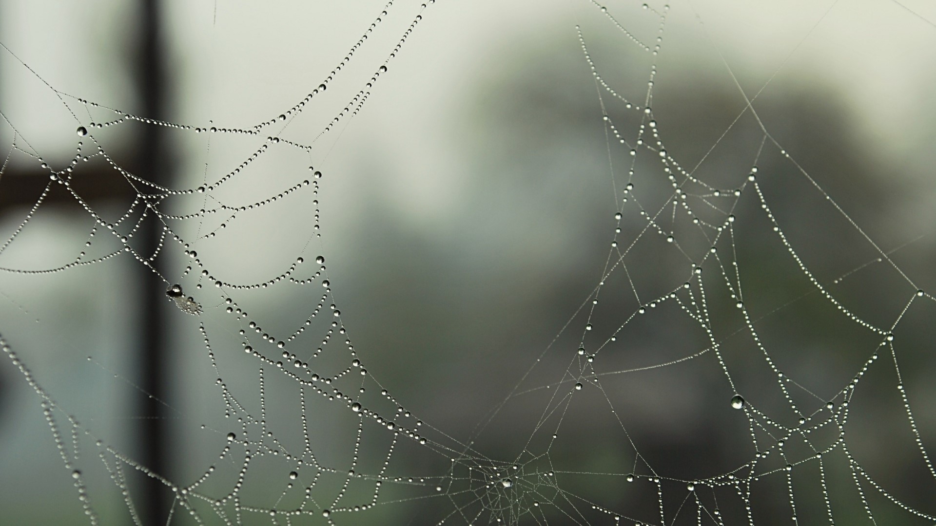 Spider web with dew drops HD Wallpaper