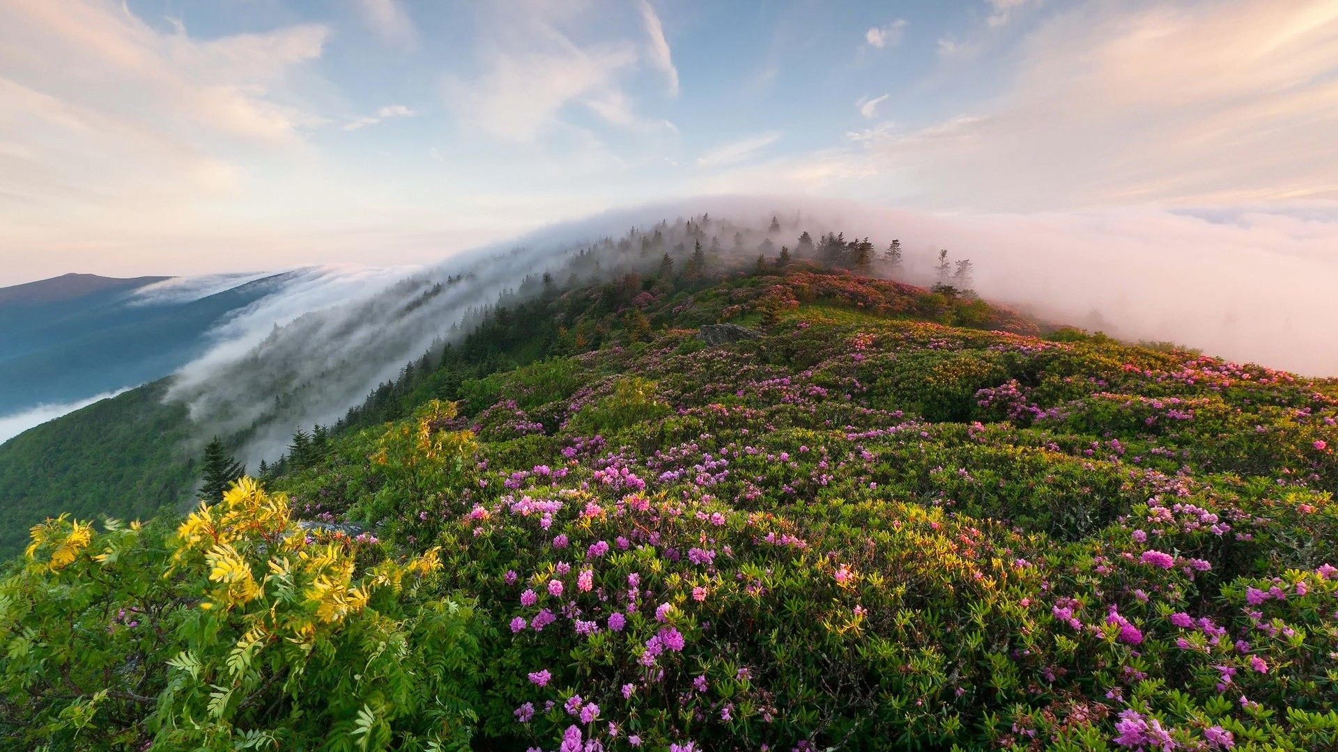 Mountain landscape with fog and flowers HD Wallpaper