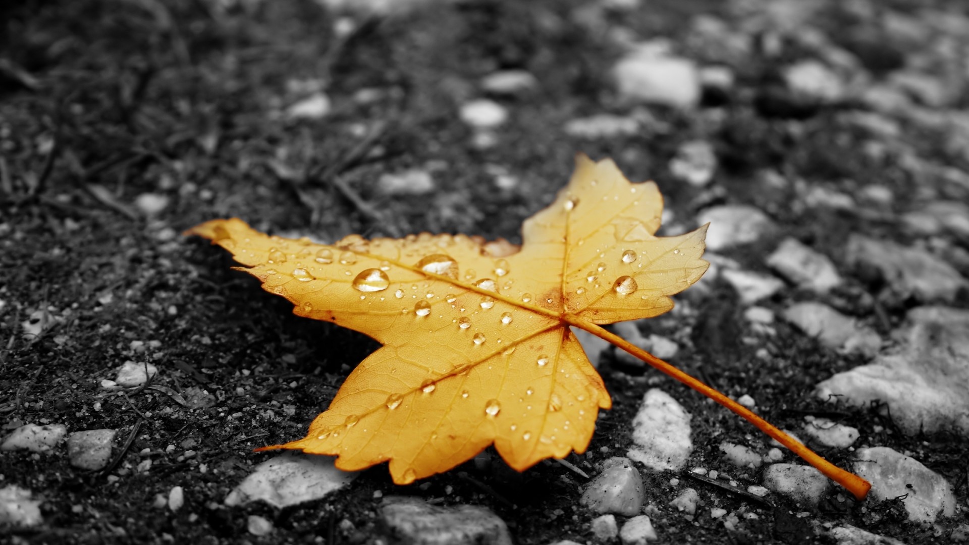 Yellow leaf with water drops on asphalt HD Wallpaper