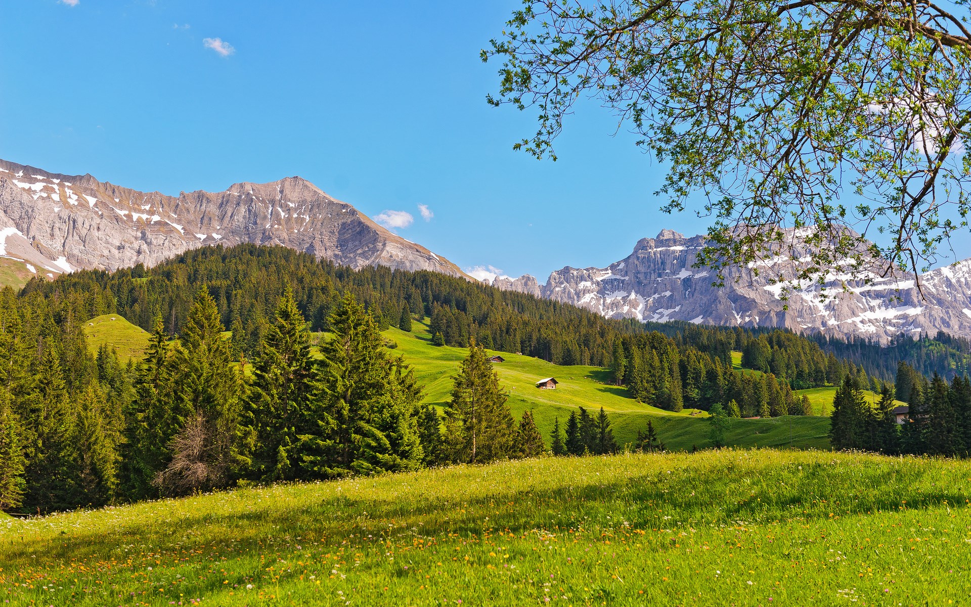 Green mountain meadow with trees and snow-capped peaks HD Wallpaper