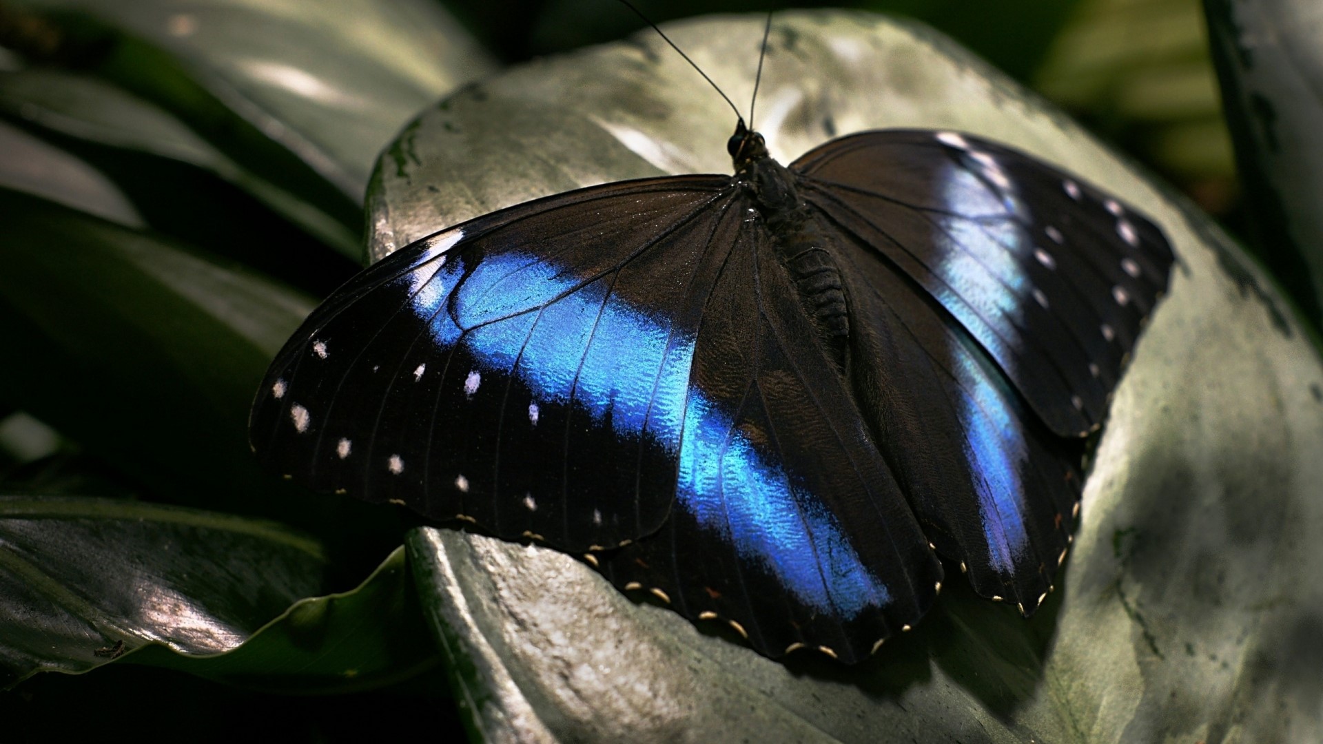 Dark butterfly with blue wings on a leaf HD Wallpaper