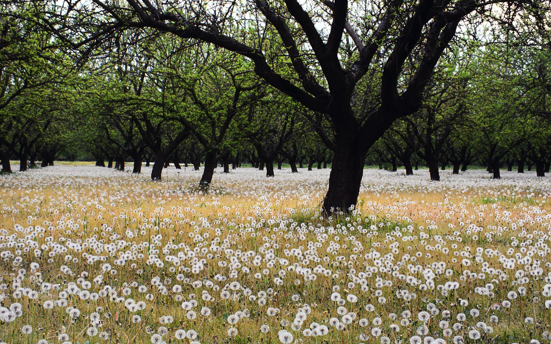 Orchard with dandelions and trees HD Wallpaper