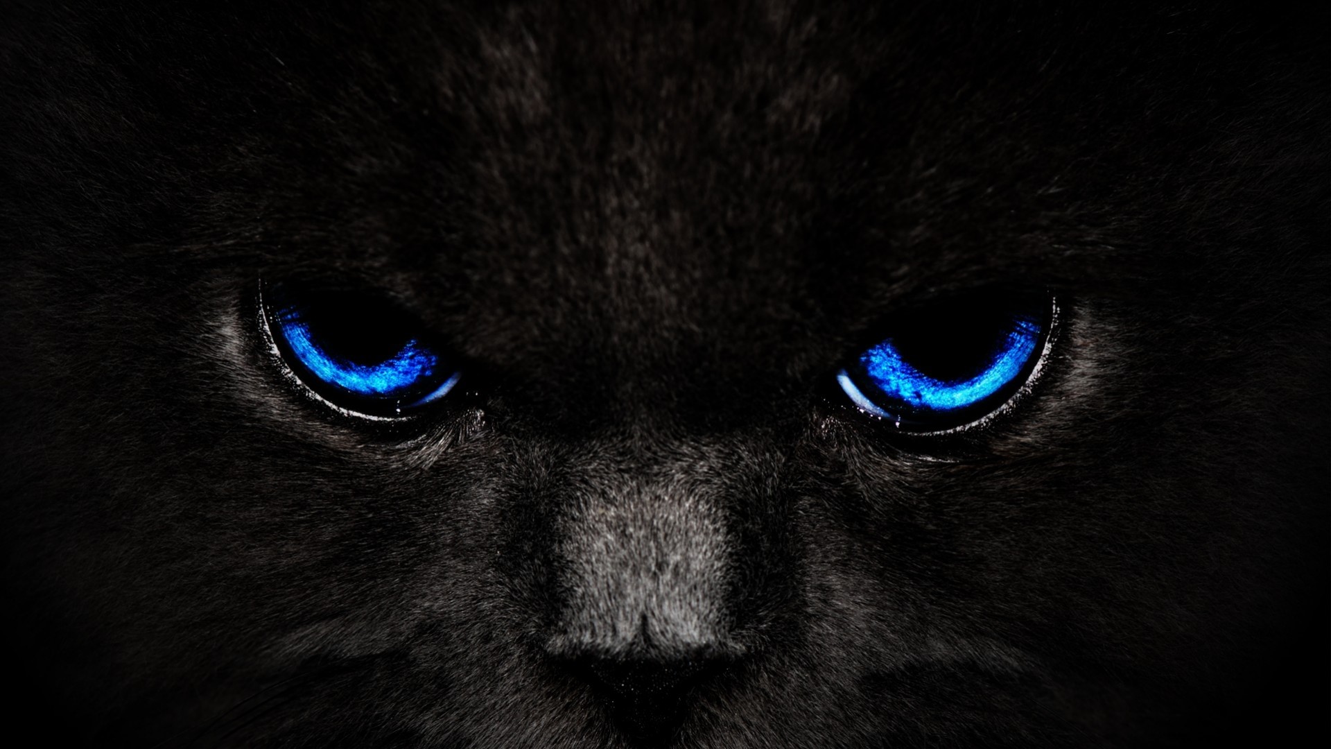 Close-up of a black cat with glowing blue eyes HD Wallpaper