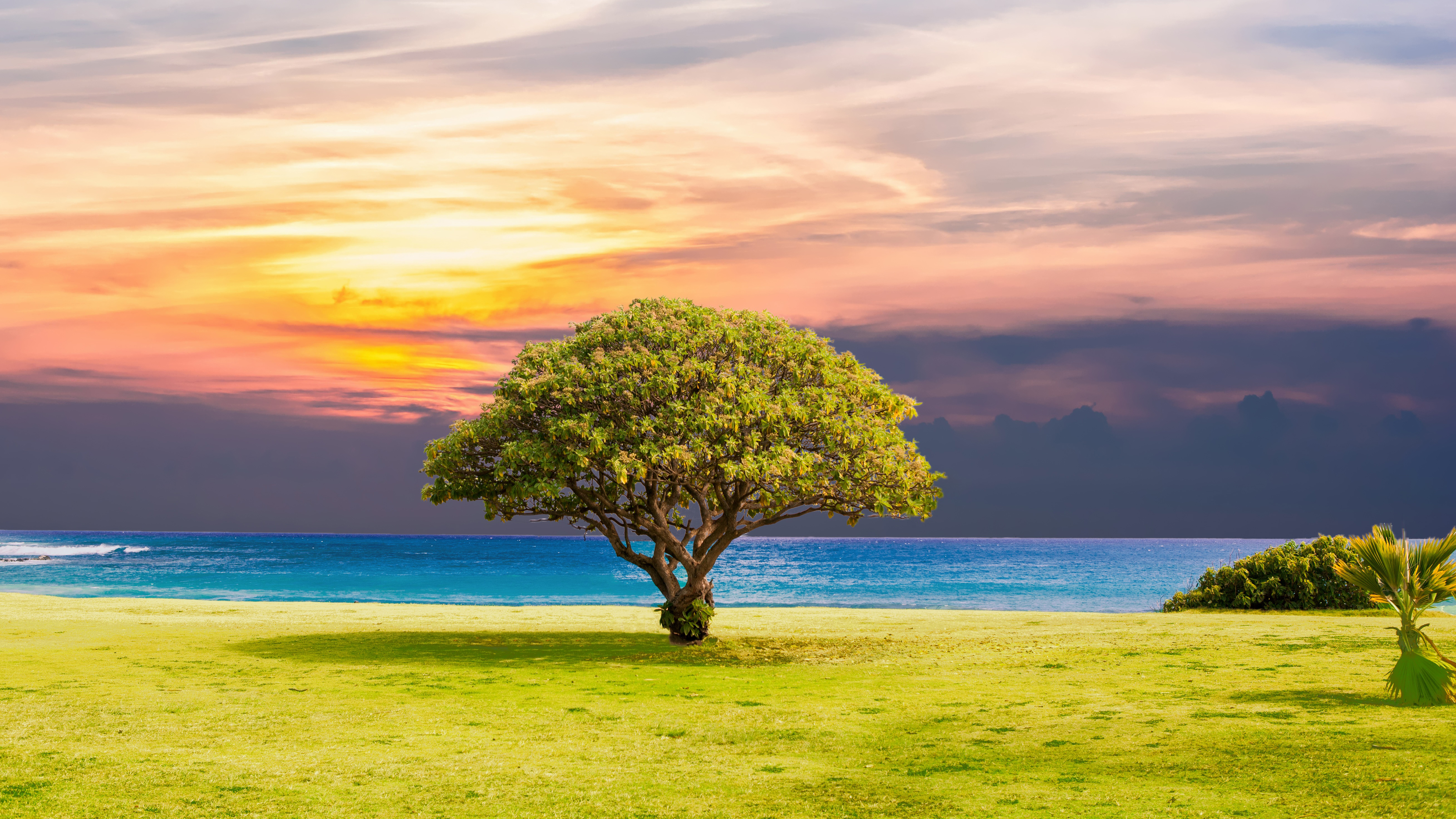 Tree, Sunset, Grass, Landscape, 5K HD Wallpaper