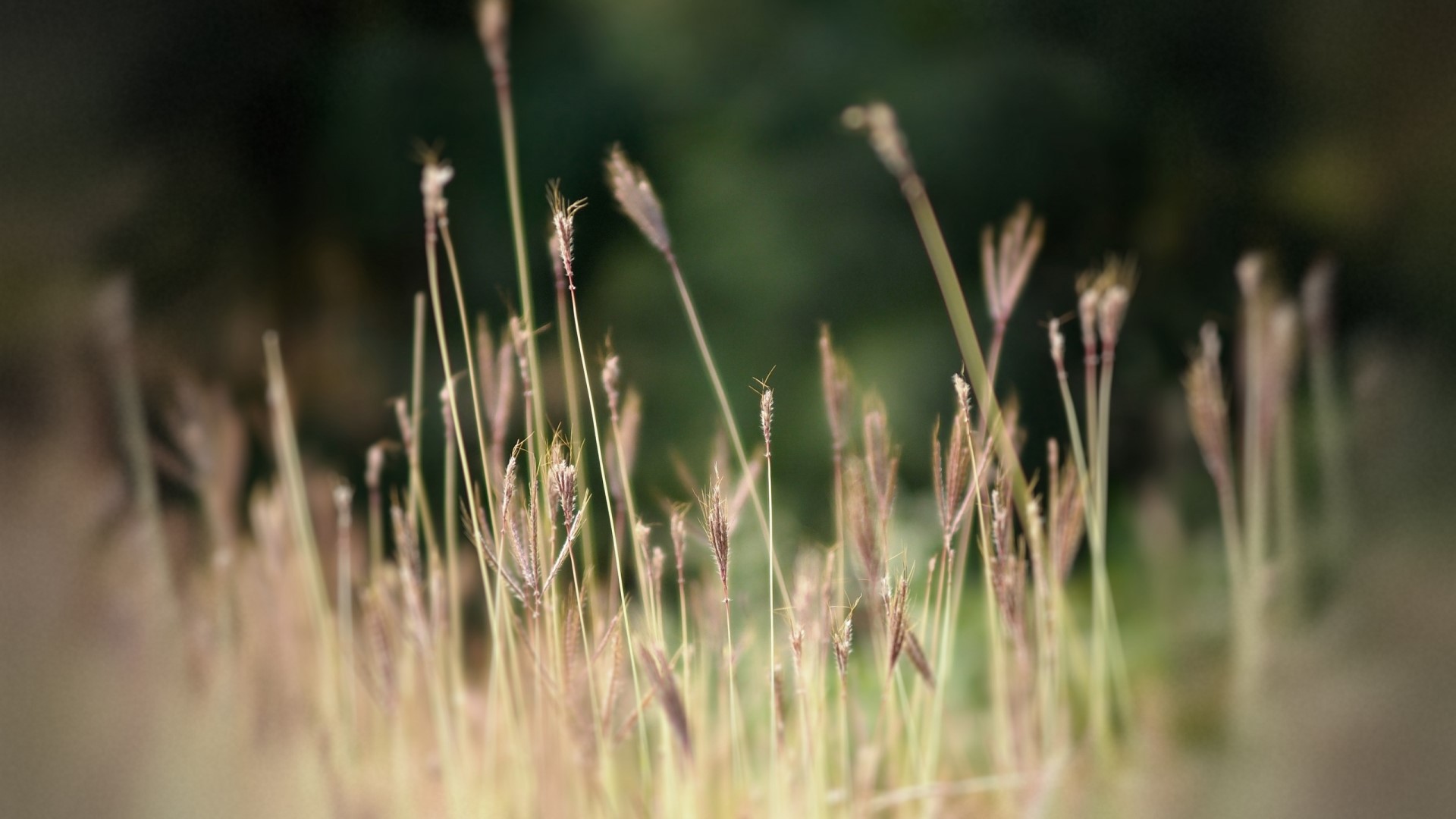 Close-up of tall grass with blurred background HD Wallpaper