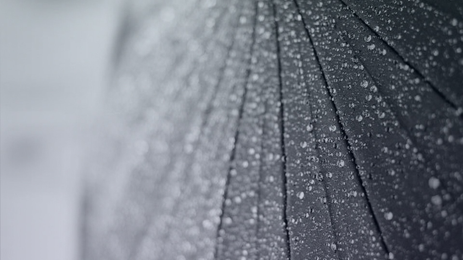 Close-up of a black umbrella with raindrops HD Wallpaper