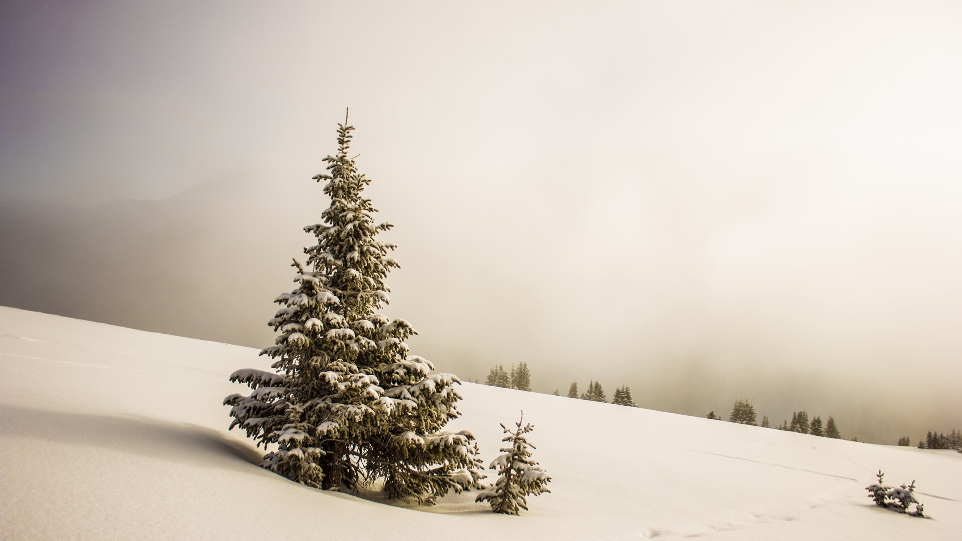 Snowy mountain landscape with fir trees HD Wallpaper
