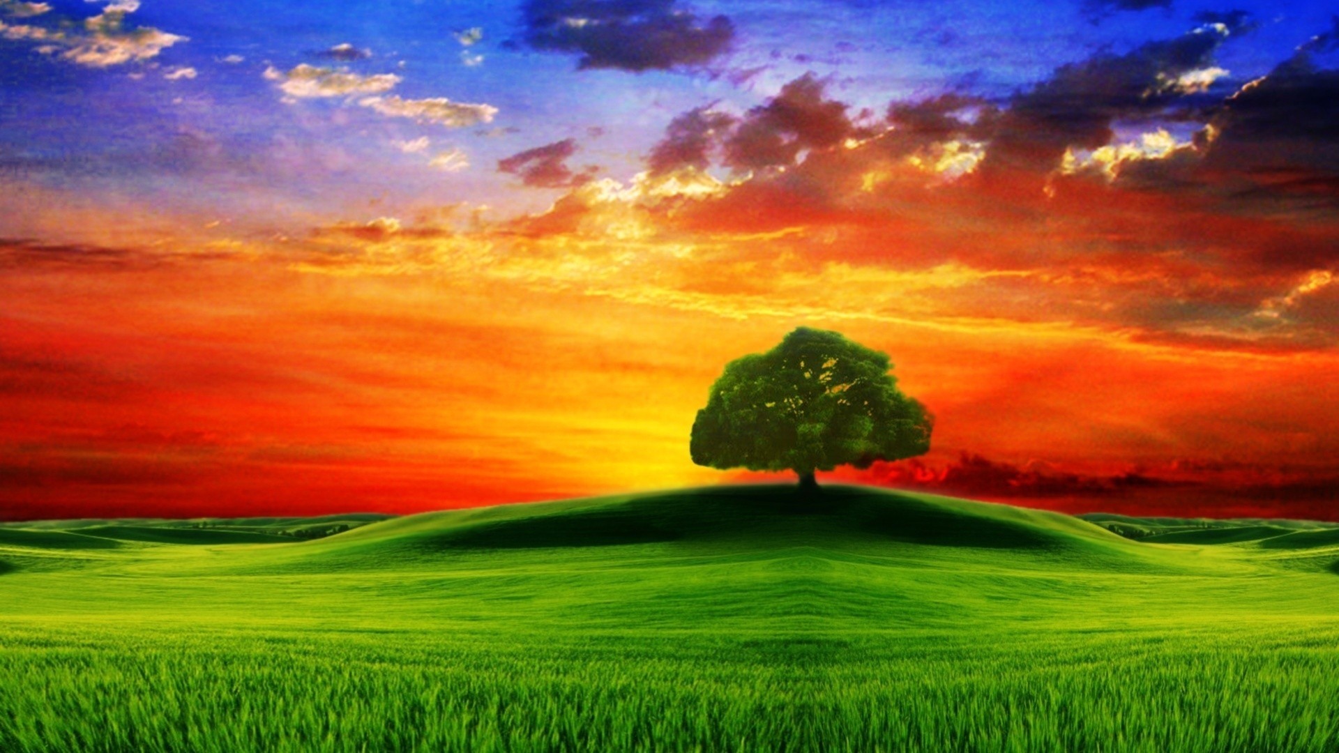 Tree on a hill at sunset HD Wallpaper
