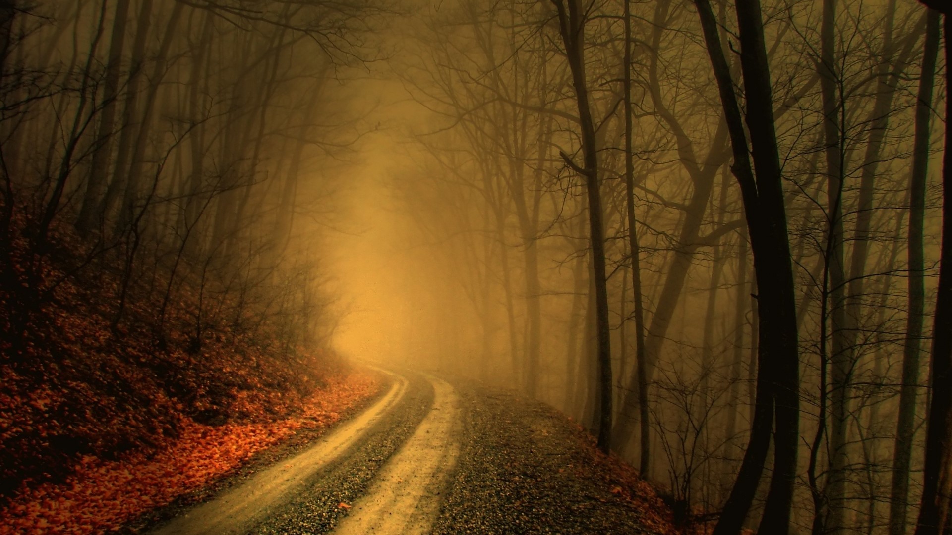 Foggy forest road with fallen leaves HD Wallpaper