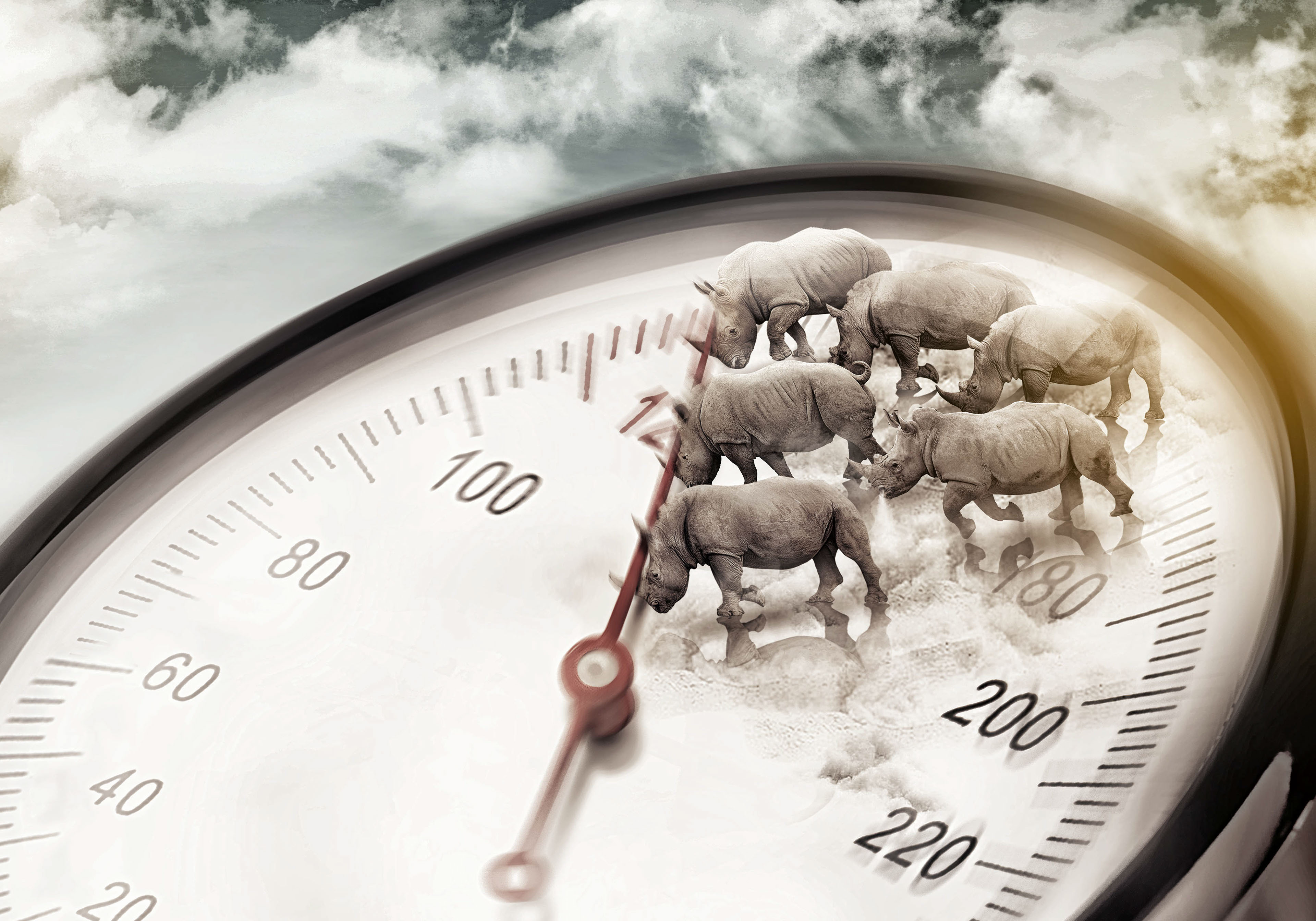 Rhinoceros herd on a pressure gauge HD Wallpaper