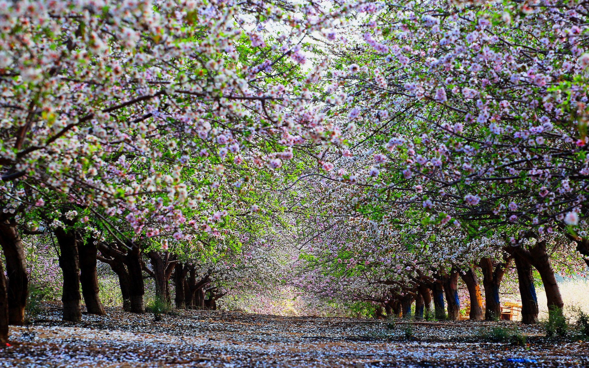 Almond trees in bloom lining a path HD Wallpaper