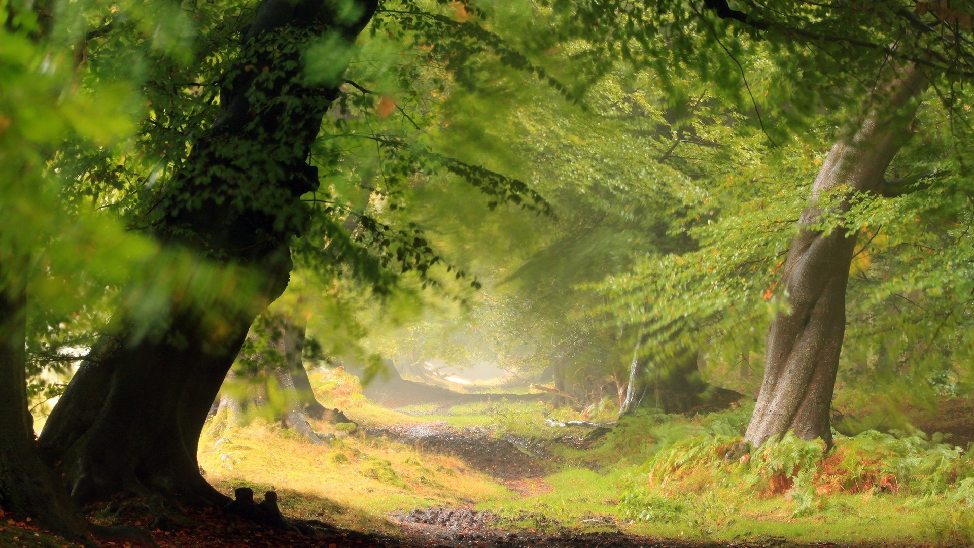 Sunlit forest path with trees and foliage HD Wallpaper
