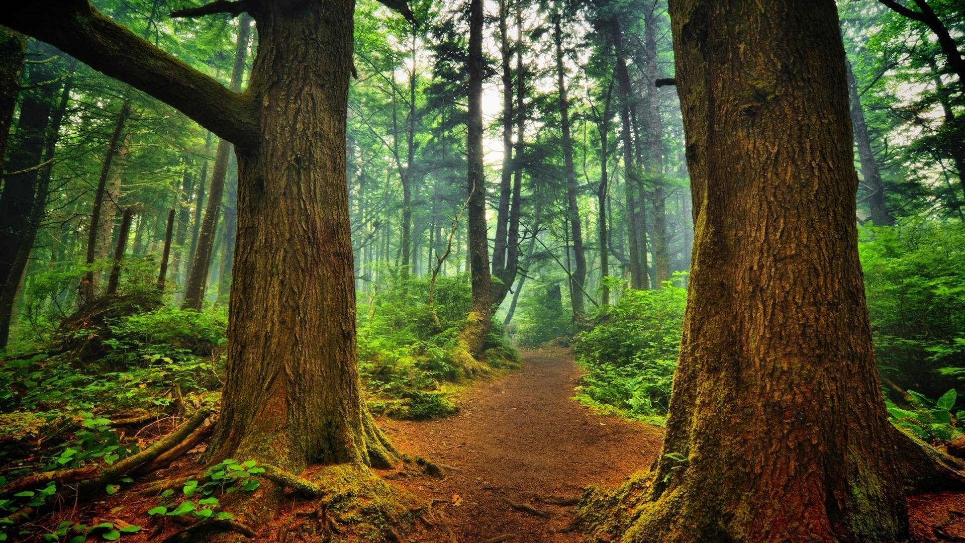 Forest Path with Tall Trees HD Wallpaper