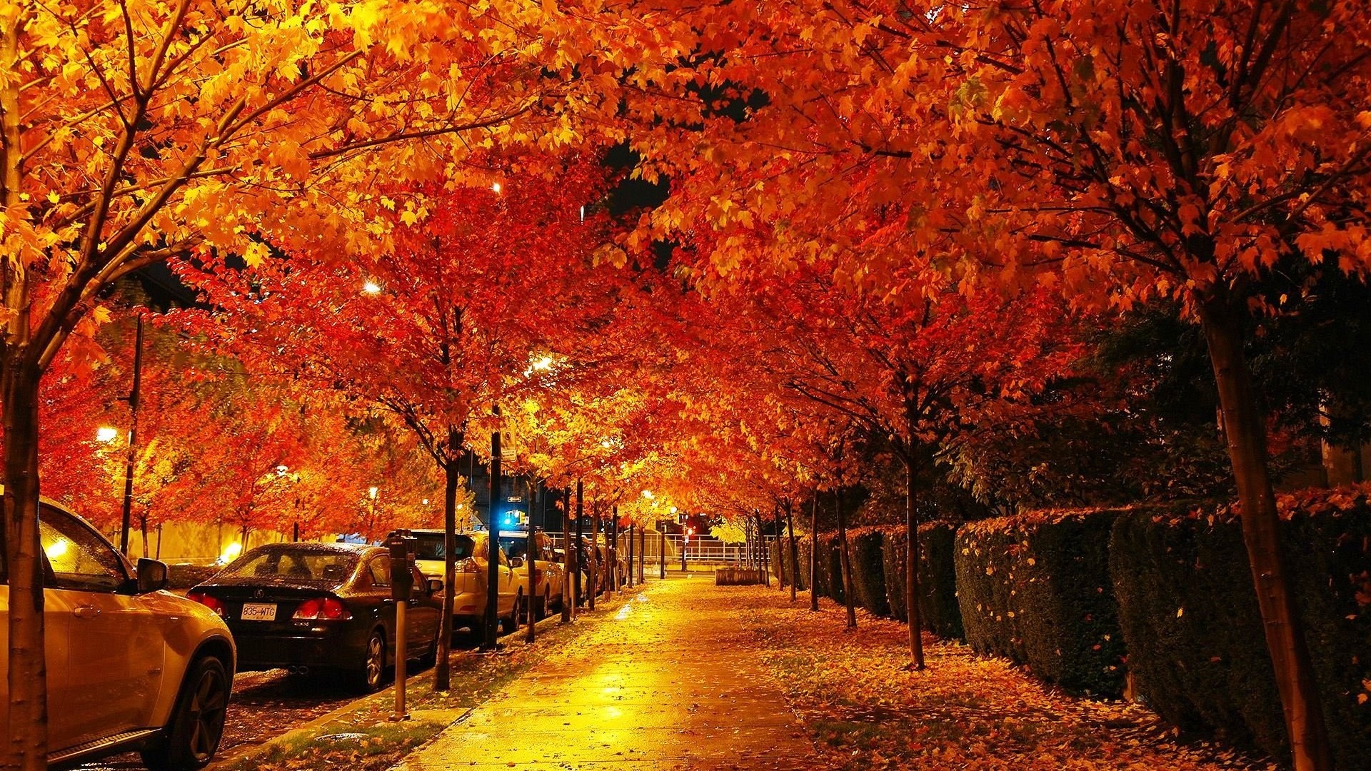 Trees with orange and red leaves lining a street in Vancouver, Canada HD Wallpaper