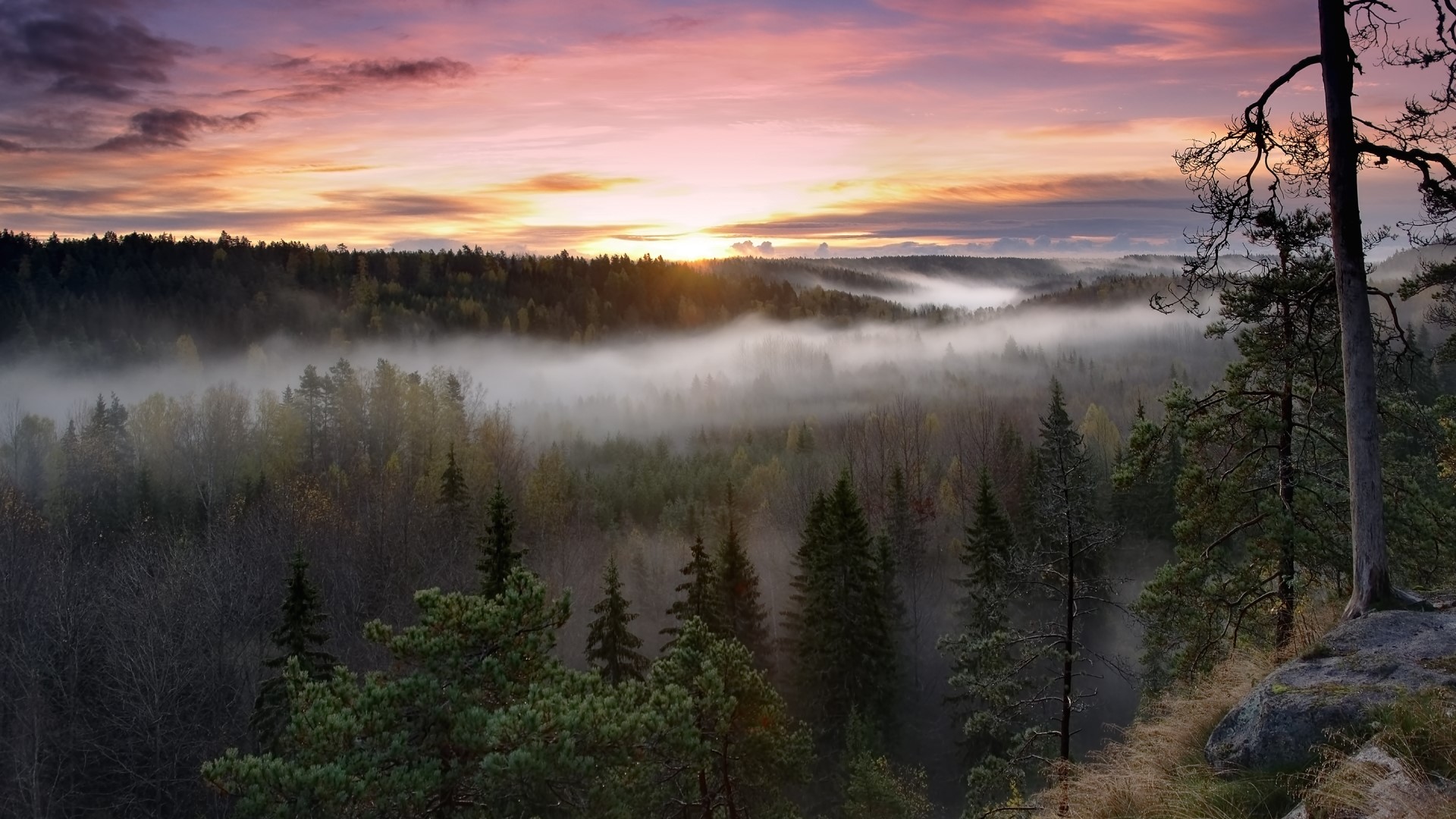 Foggy Sunrise Over Forest Landscape HD Wallpaper