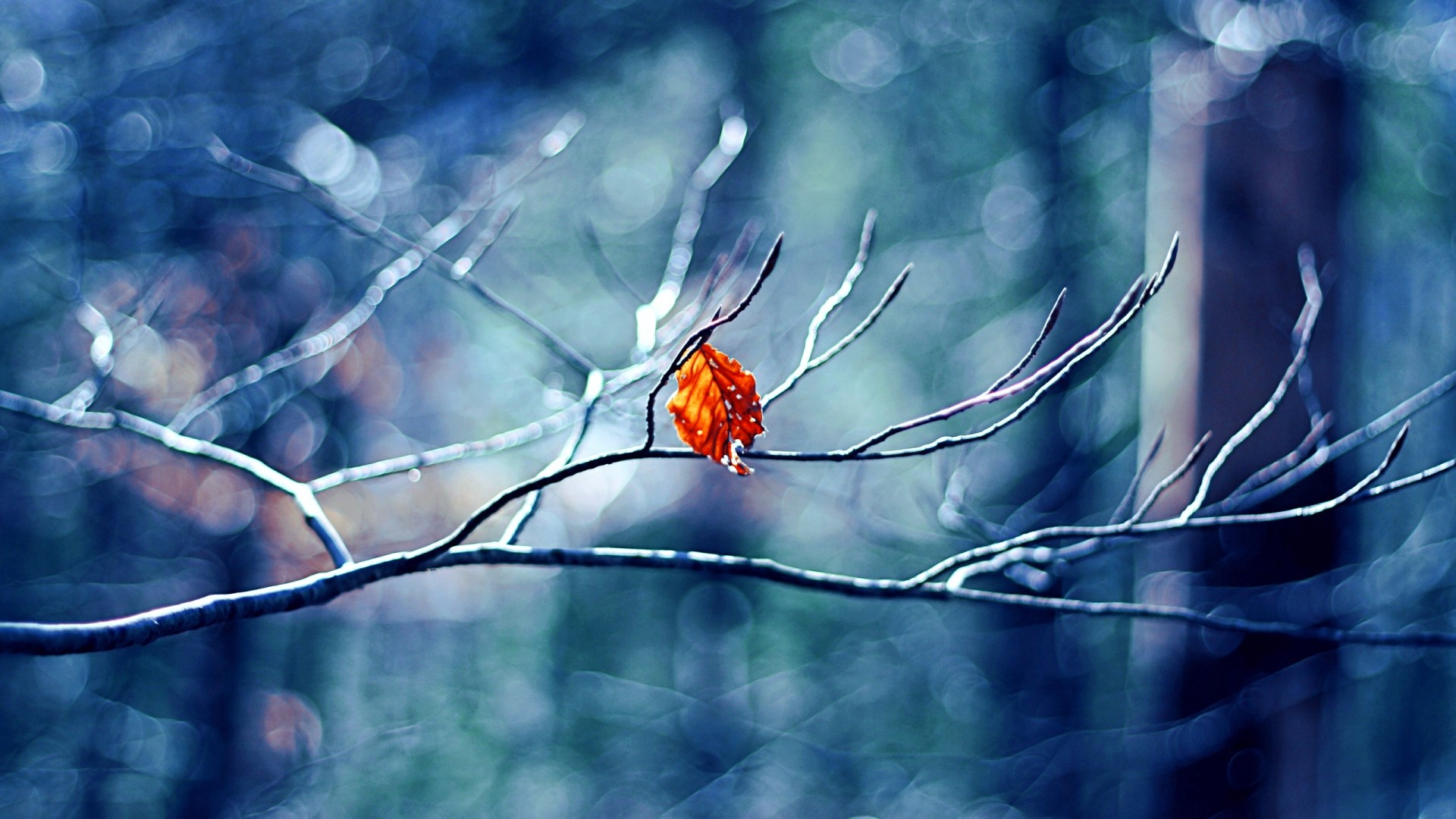 Single orange leaf on a bare tree branch HD Wallpaper
