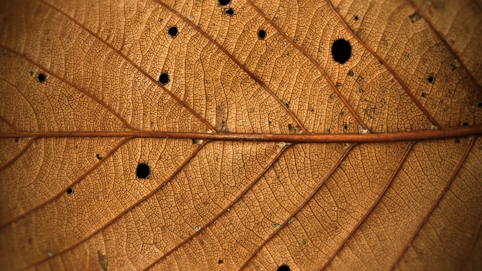 Close-up of a dry brown leaf with holes HD Wallpaper