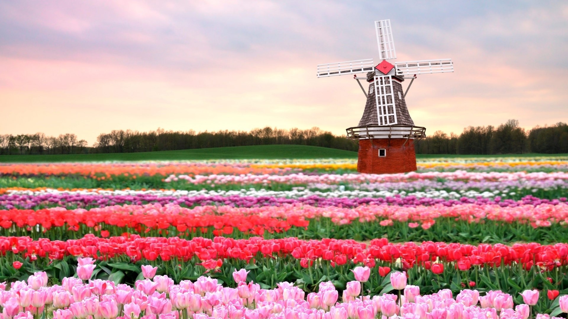 Tulip field with a windmill in Holland HD Wallpaper
