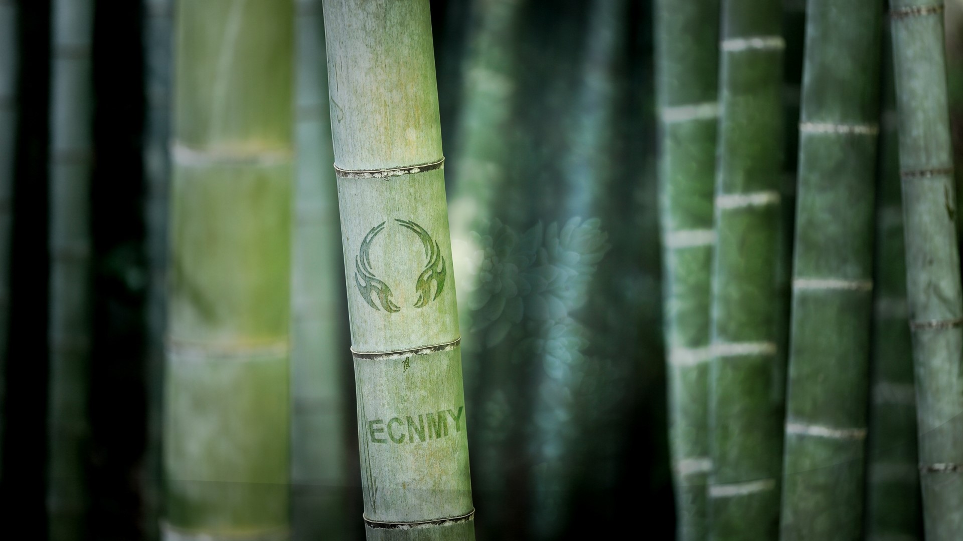 Bamboo forest with tribal markings HD Wallpaper