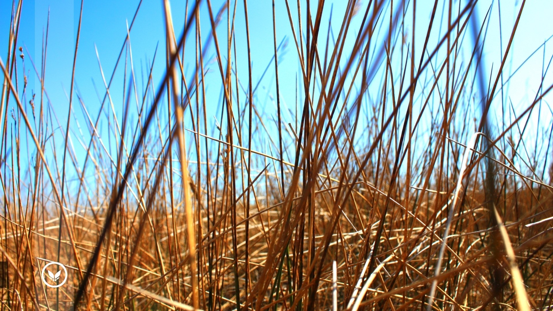 Dry Grass Under Blue Sky HD Wallpaper