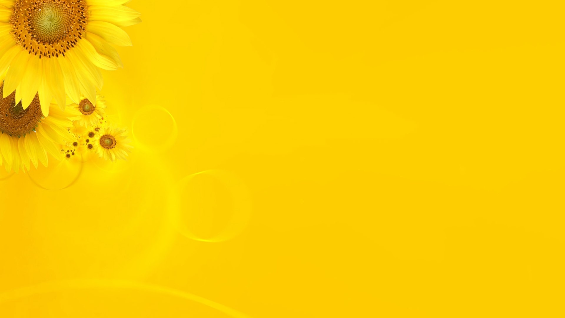 Yellow Sunflowers on a Bright Yellow Background HD Wallpaper