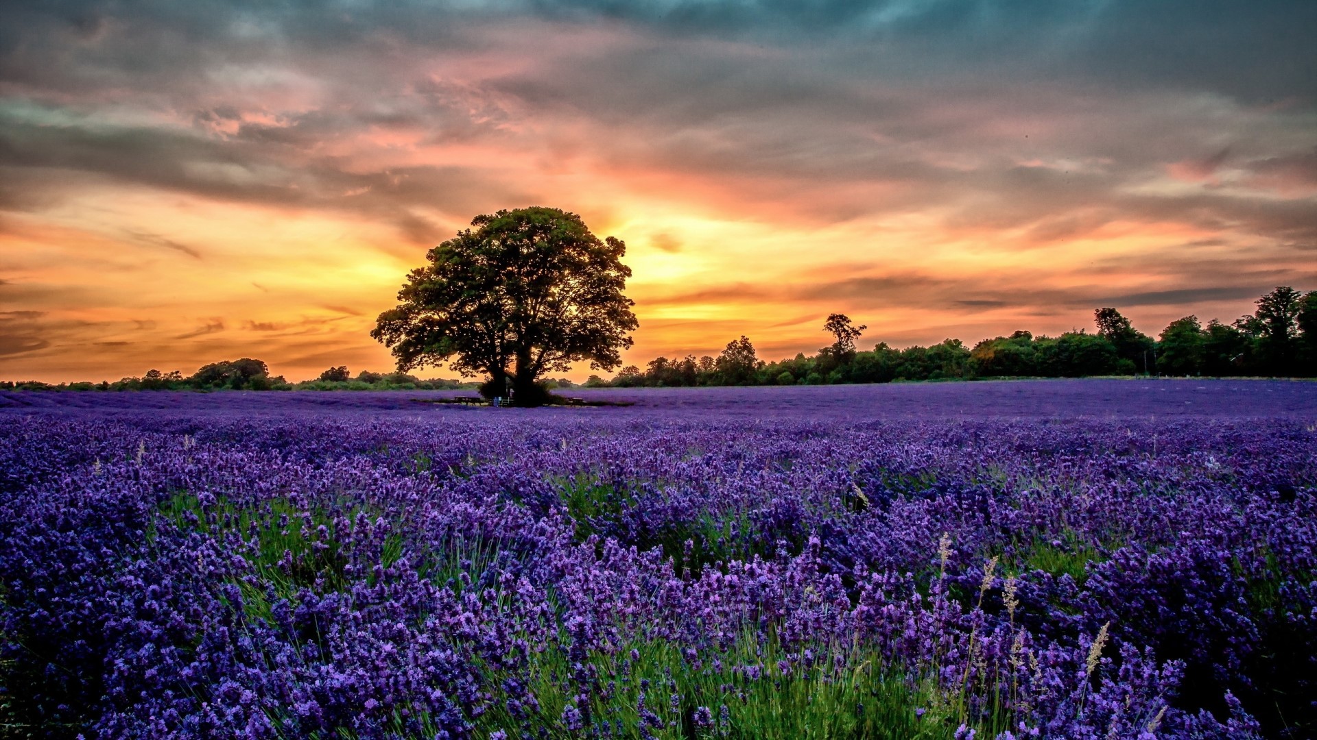 Lavender Field at Sunset with Tree HD Wallpaper