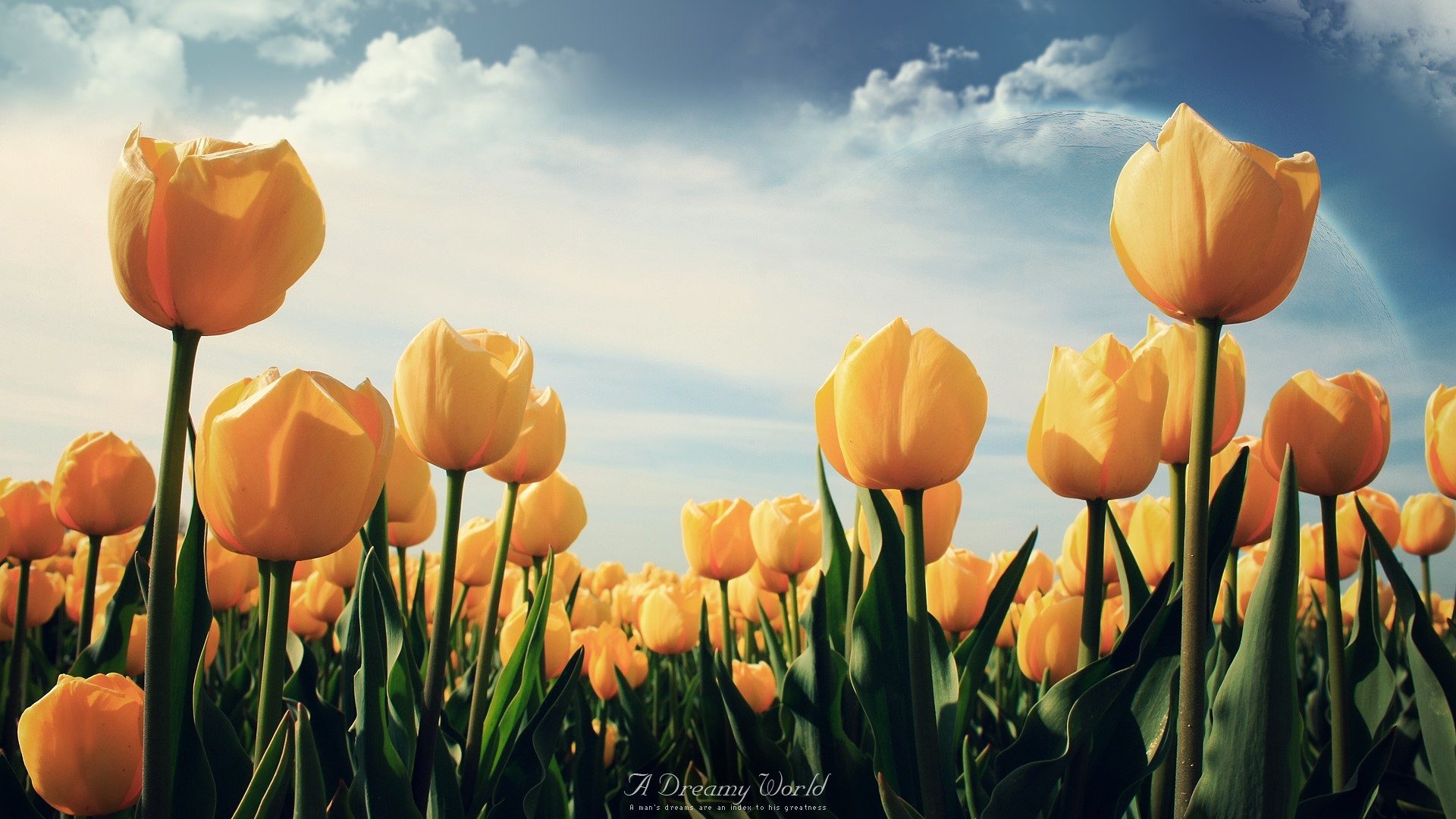 Field of Yellow Tulips Under a Cloudy Sky HD Wallpaper