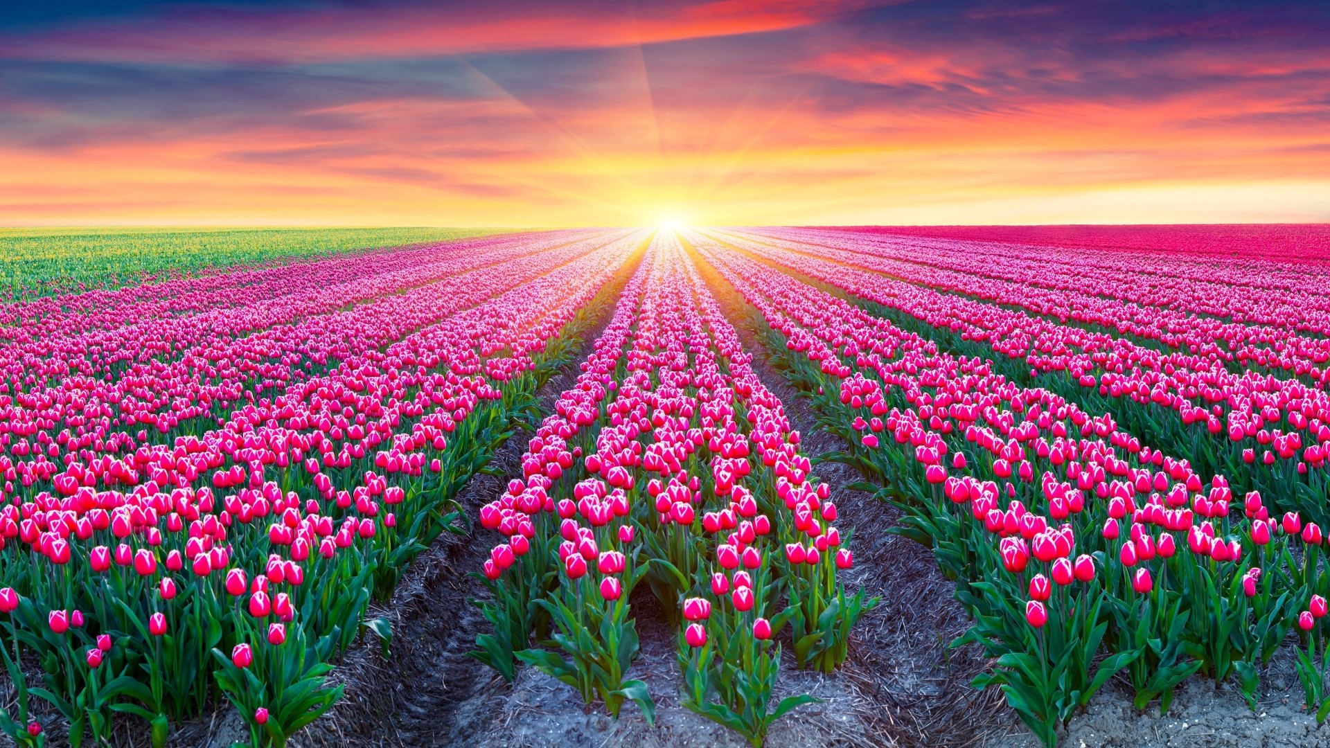 Pink Tulips Field at Sunrise HD Wallpaper