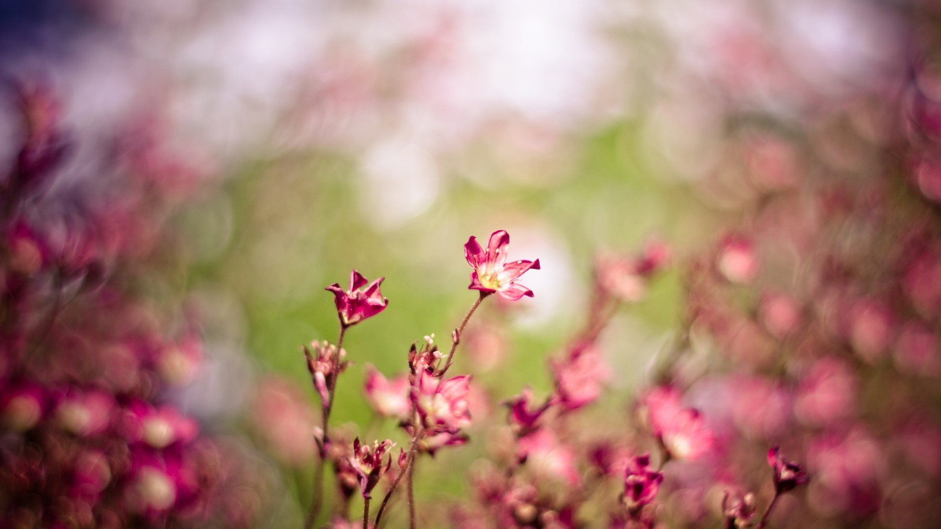 Pink flowers with bokeh background HD Wallpaper