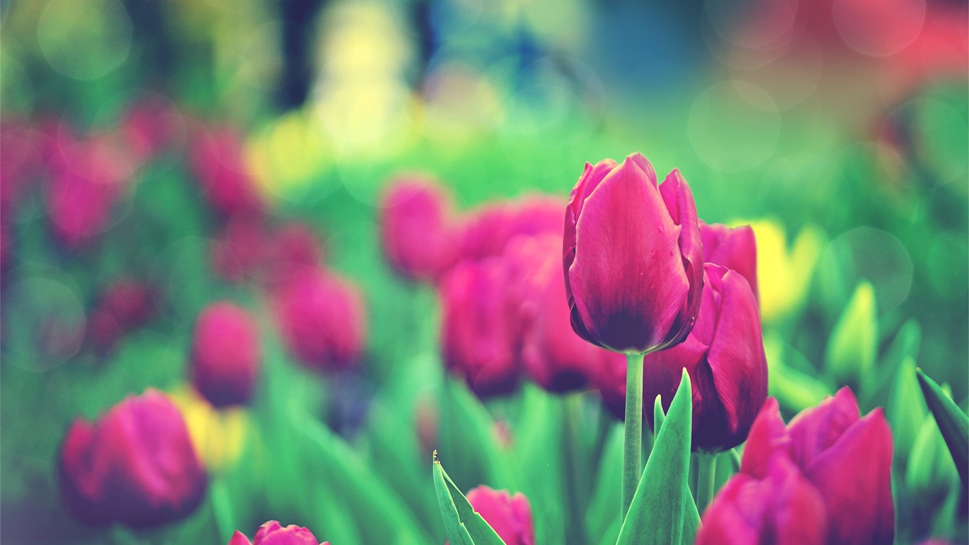 Vintage Red Tulips Field HD Wallpaper