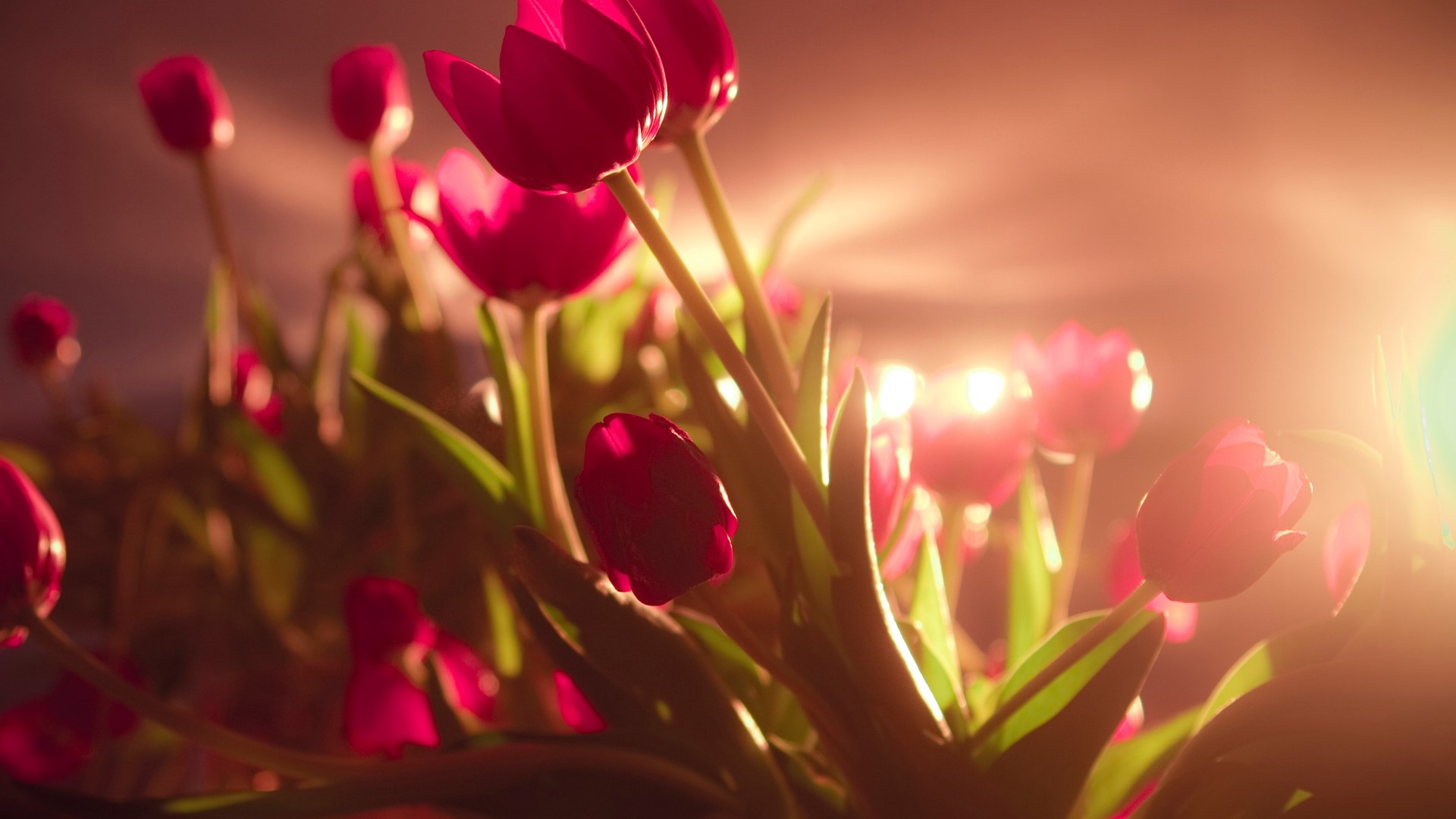 Close-up of Vibrant Red Tulips in Warm Light HD Wallpaper