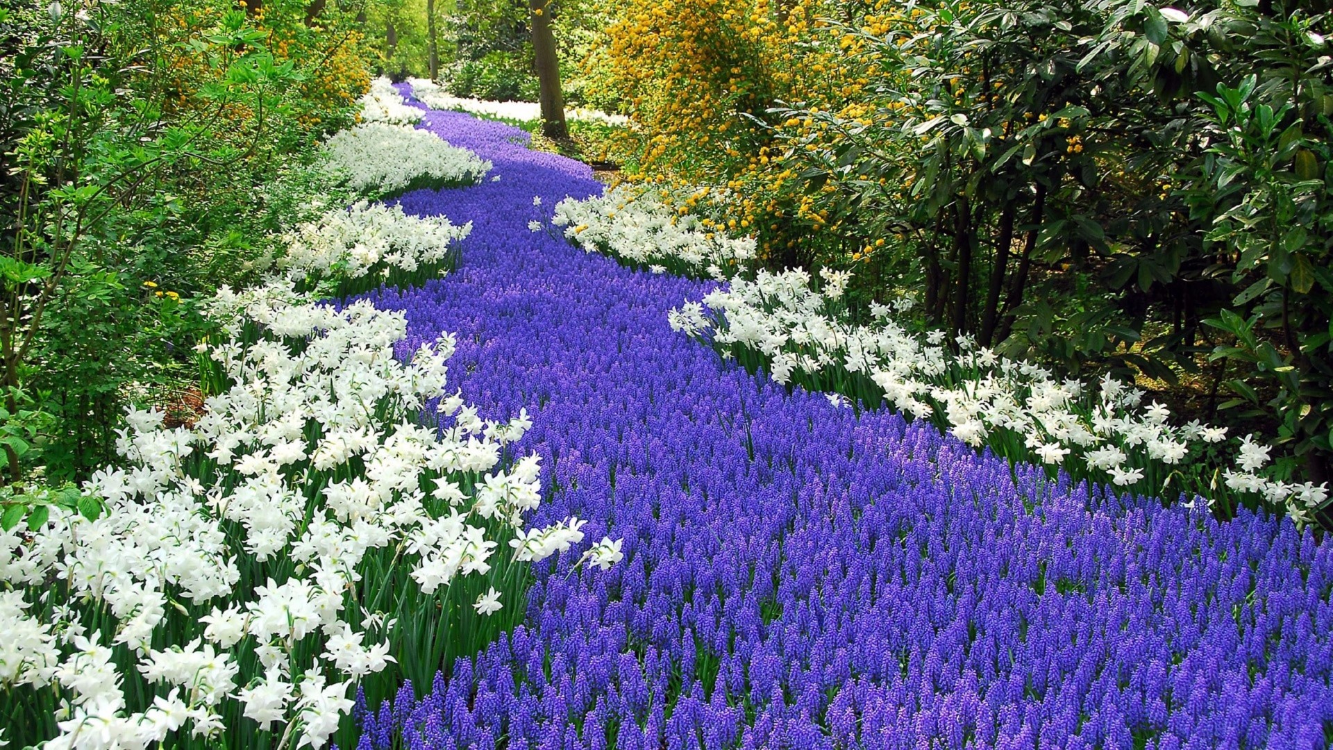 A winding path of purple and white flowers in a garden HD Wallpaper