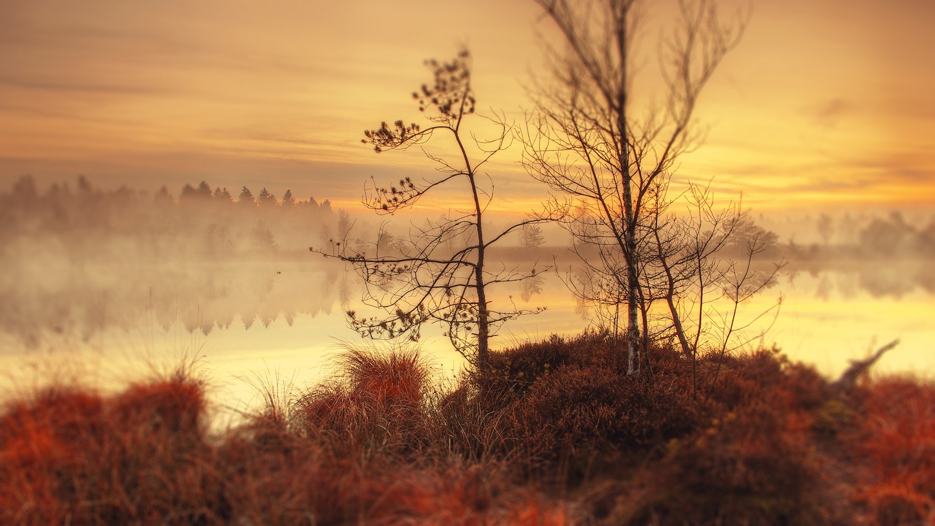 Misty lake at sunrise with bare trees HD Wallpaper