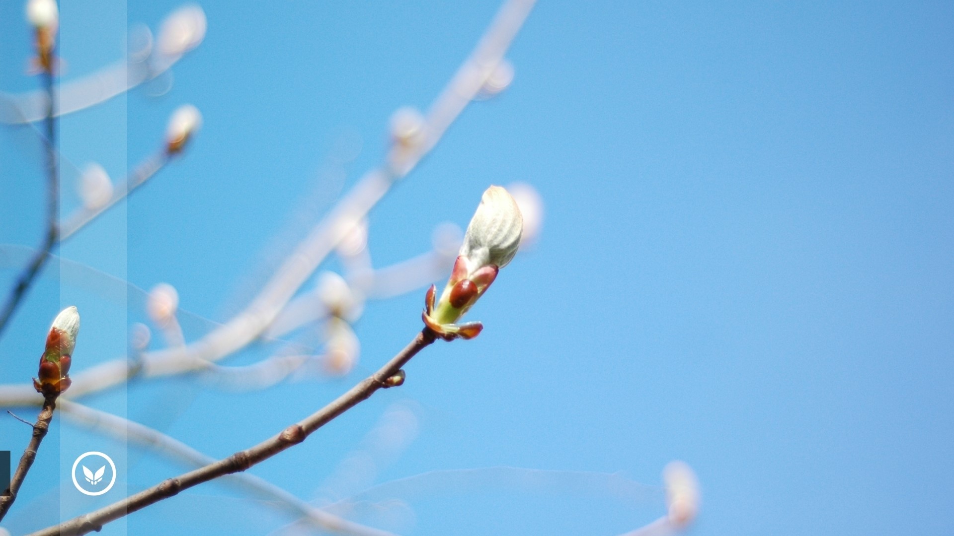 Tree buds against a blue sky HD Wallpaper