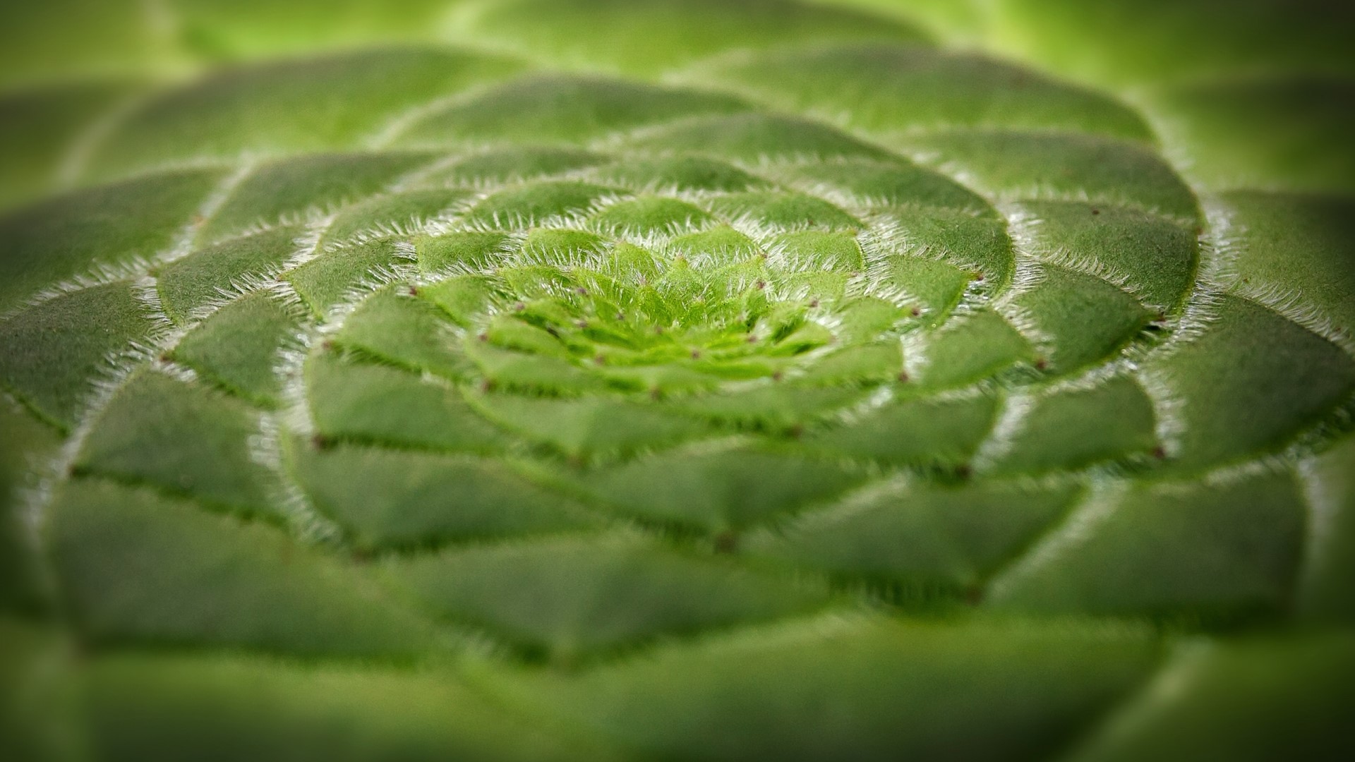 Close-up of a green succulent plant HD Wallpaper